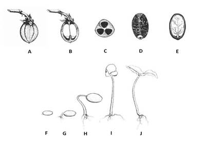 Descrição: Imagem Morfologia